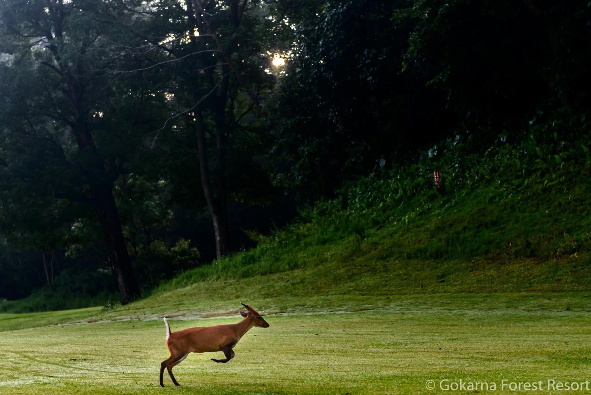 Gokarna Forest Resort Kathmandu Buitenkant foto